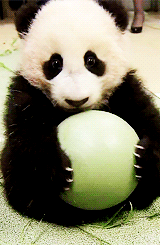 Gif excitation des pandas